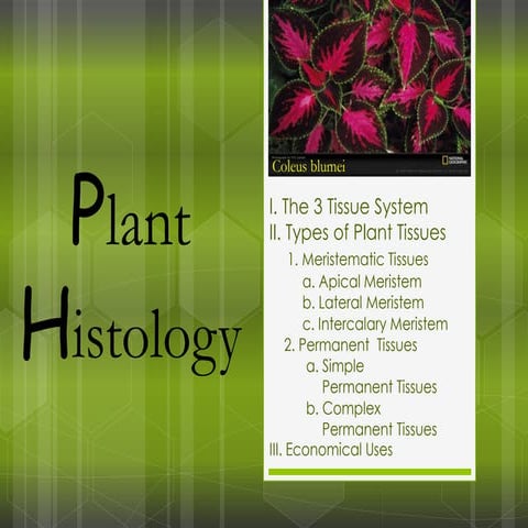 Plant histology