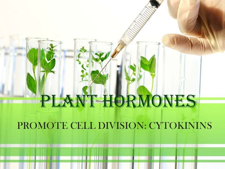 Plant hormones