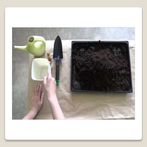 Planting bulbs - work skills