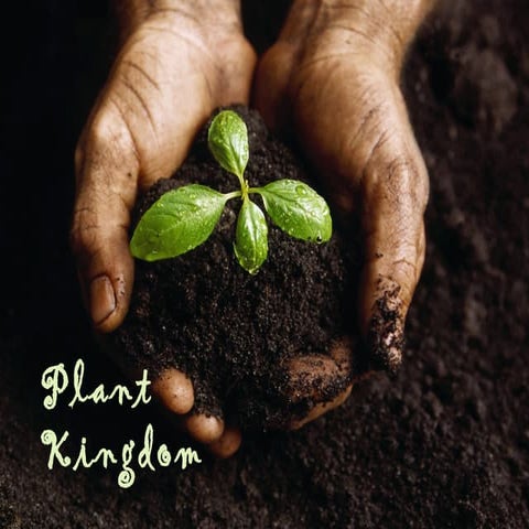 Plant kingdom4.pptrb[1]