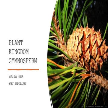 PLANT KINGDOM GYMNOSPERM _PRIYA JHA.pptx