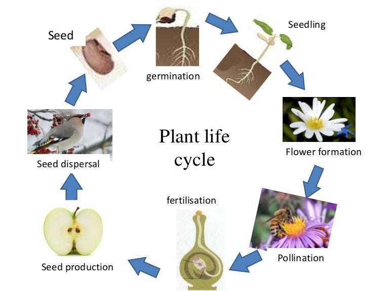 Plant life cycle