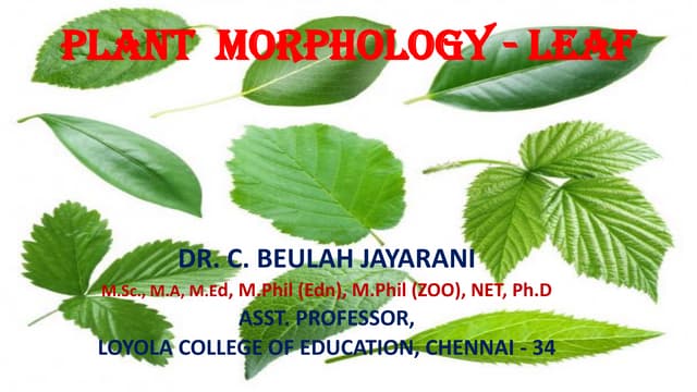 TYPES OF LEAF | PDF
