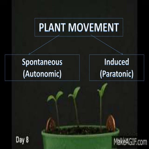 Plant movement