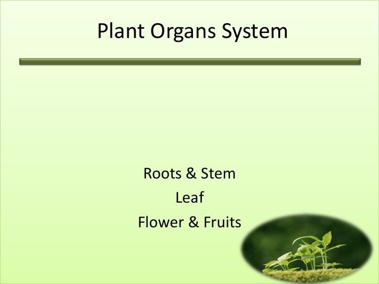 Plant organs system