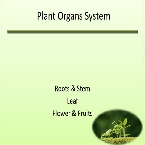 Plant organs system
