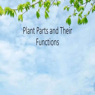 Plant parts and their functions