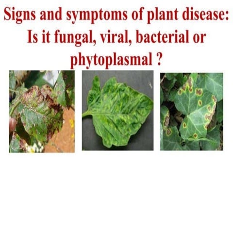 PLANT PATHOLOGY SIGN AND SYMPTOMES Ag.pptx