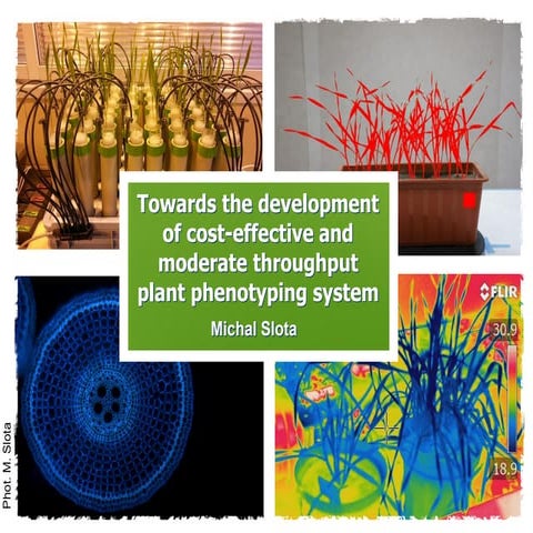 Plant phenotyping systems