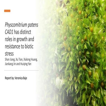 Physcomitrium patens CAD1 has distinct roles in growth and resistance to biot...