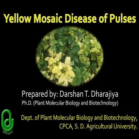 Yellow Mosaic Disease of Pulses
