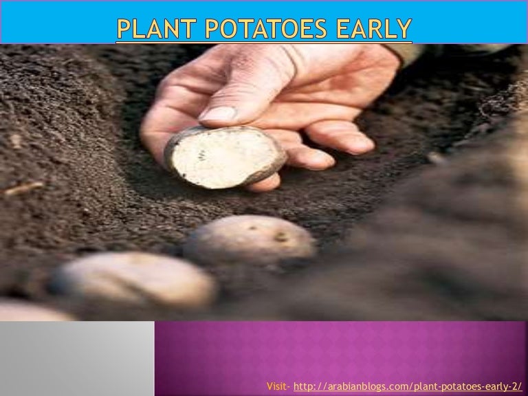 History Of Potato Plants _ How the Potato Changed the World – DXCF