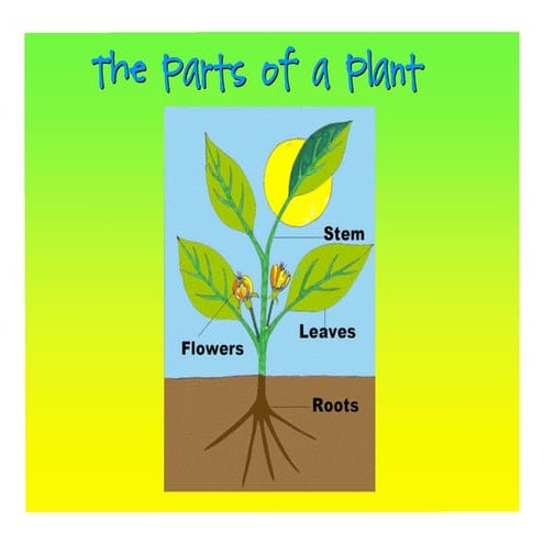 Plant ppt
