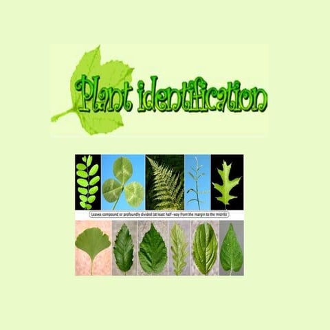 Plant recognition | PPTX