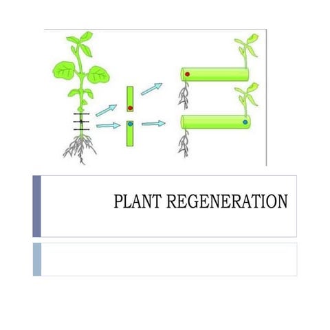 Plant regeneration and somaclonal variations
