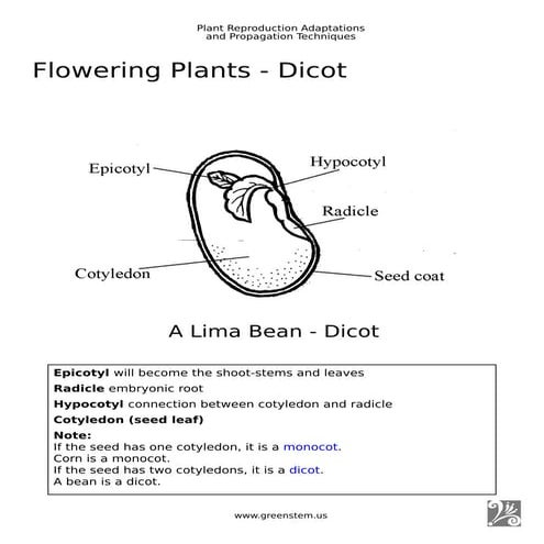Plant Reproduction and Propagation Techniques - Showcase by Mary Van Dyke.pdf