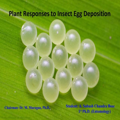 Plant responses to insect egg deposition | PPT