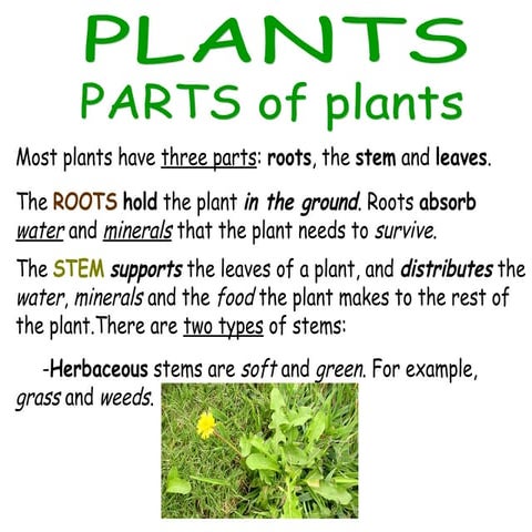 Plants: Parts, Photosynthesis, Reproduction REINO LA PUEBLA