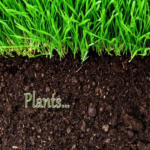 Plants... Part I