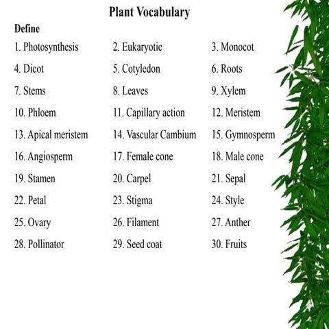 Plants.ppt
