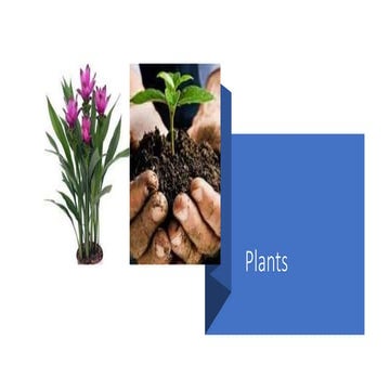 About Plants and details on it Plants.pptx