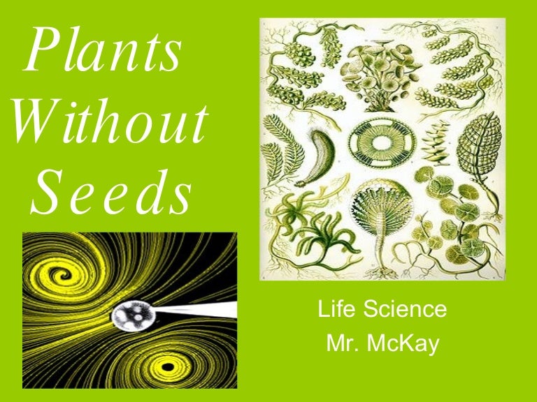 Plants Without Seeds