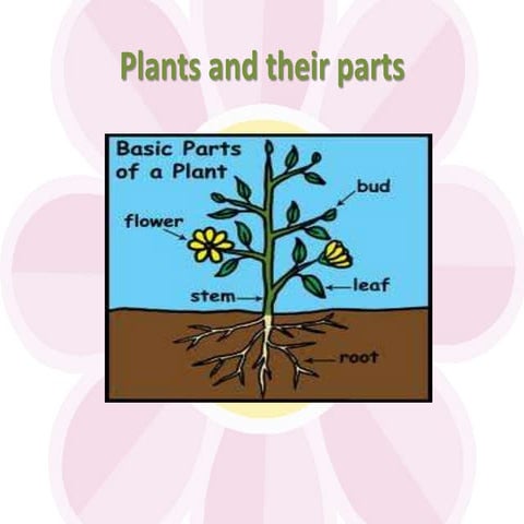 Plants and their parts   wiki