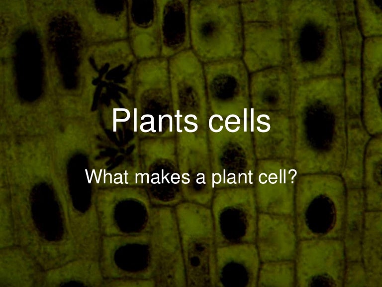 Plants cells