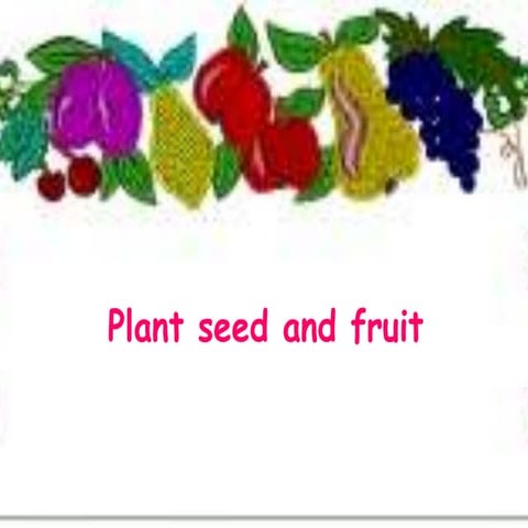Plant seed and fruit