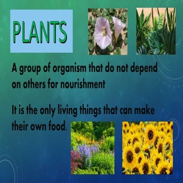 Plants