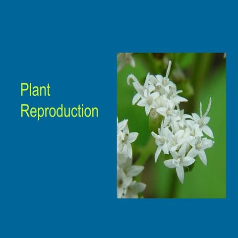 Plants reproduction moodle