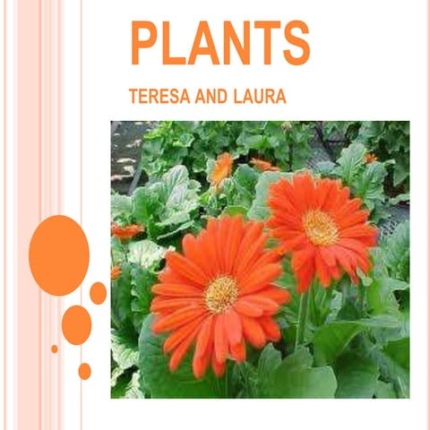 Plants teresa and laura s