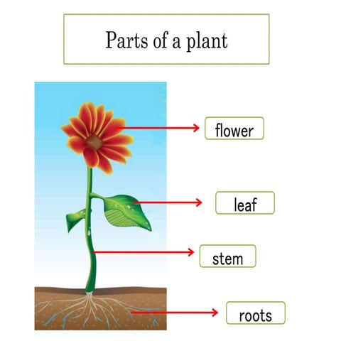 Plant structure