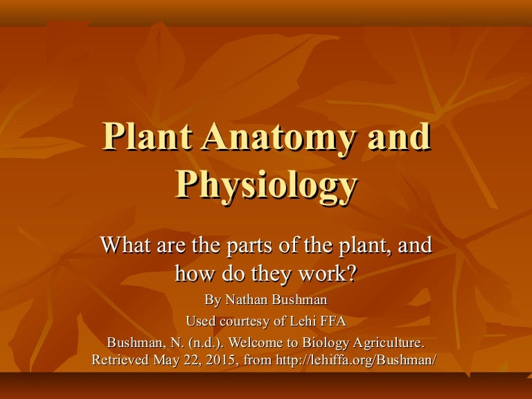 Plant Structure And Function