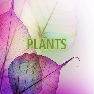 Plants- Vocabulary for 4 grade