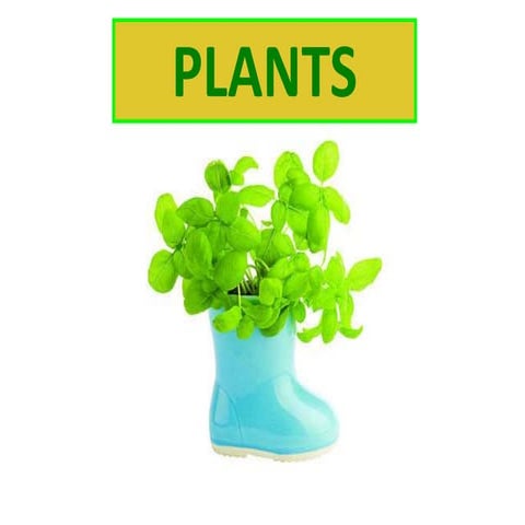 Plants y1