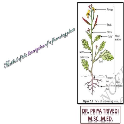 Plant  terminology presentation