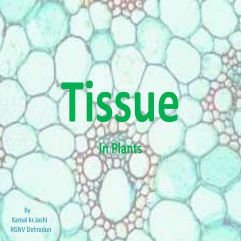 Plant tissue
