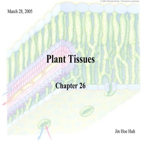 Plant tissue2