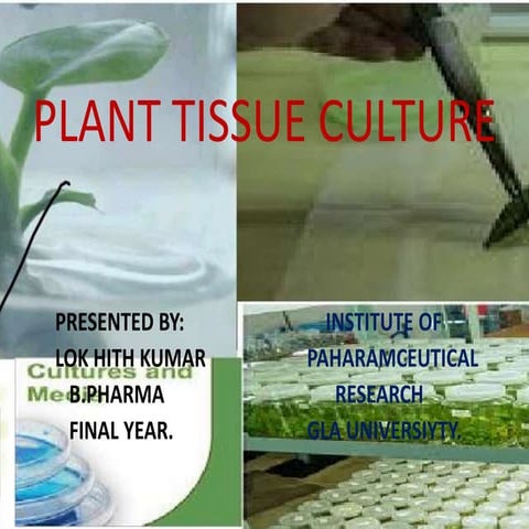 Plant tissue culture