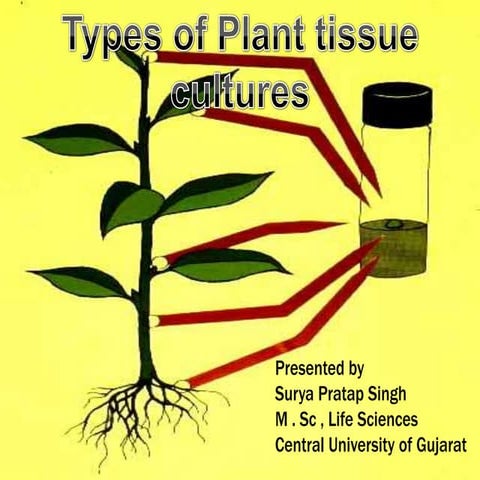 Plant tissue culture.rrrr sssss