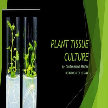 Plant tissue culture