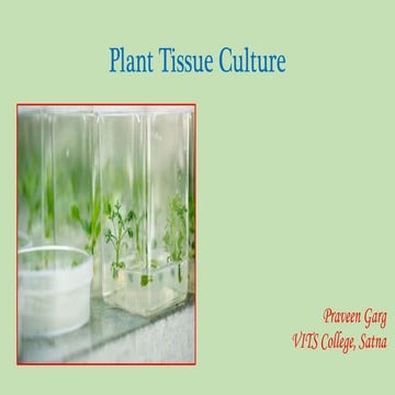 Plant tissue culture