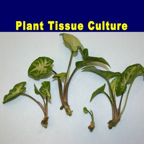 Plant tissue culture (PTC)