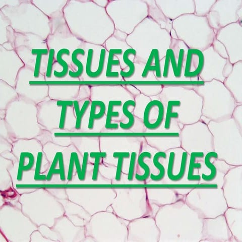 PLANT TISSUES.pptx