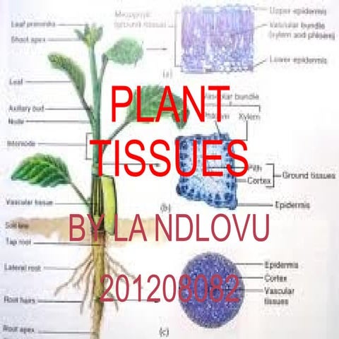 PLANT TISSUES PRESENTATION 