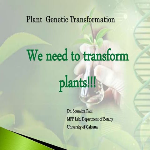 Plant transformation