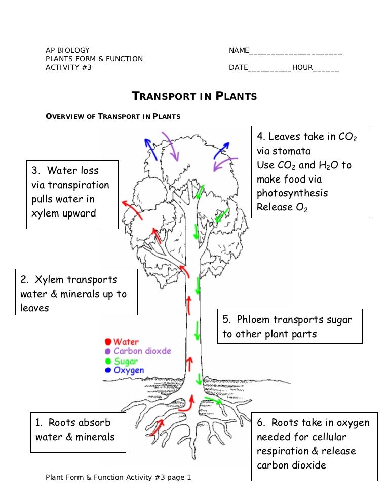 Plant Transport Notes plant-transport-notes