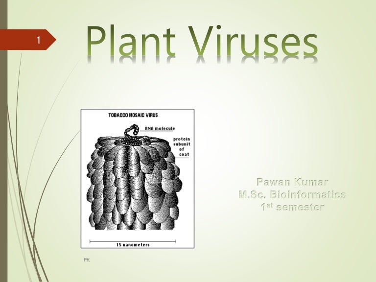 Plant virus