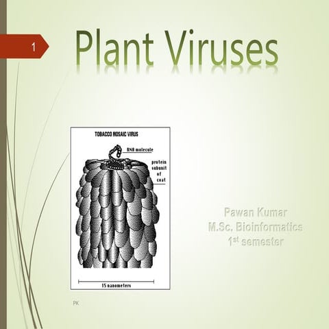 Plant virus
